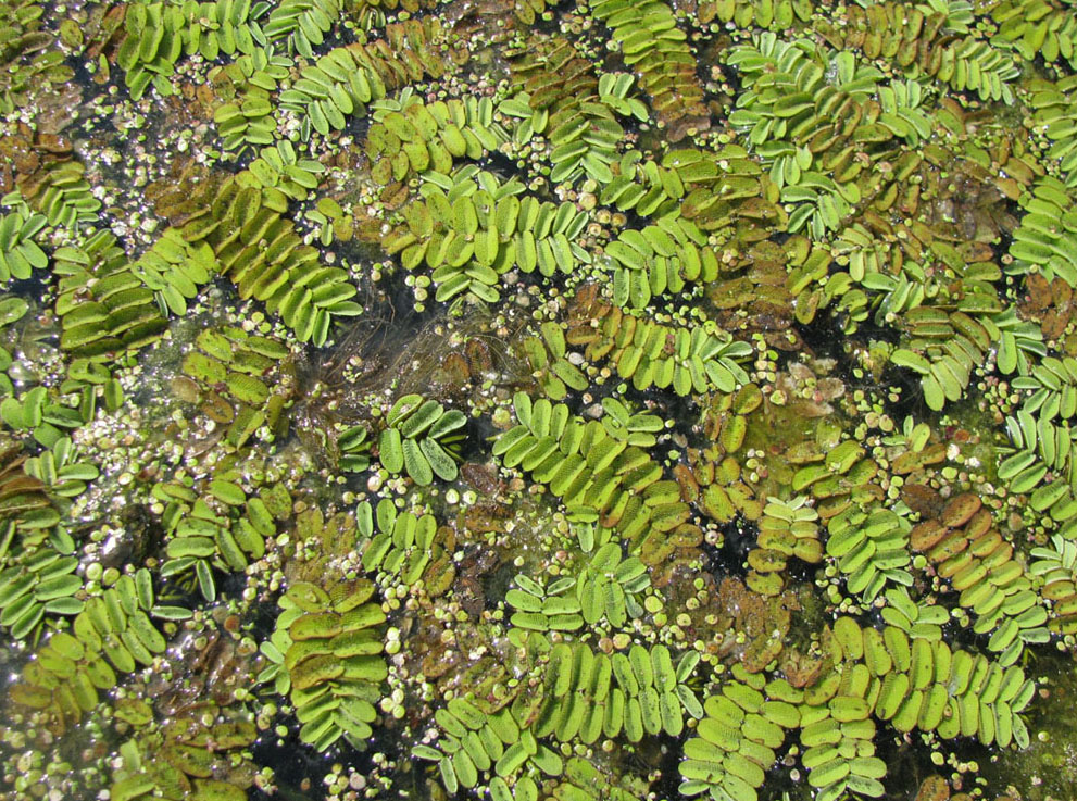 Image of Salvinia natans specimen.