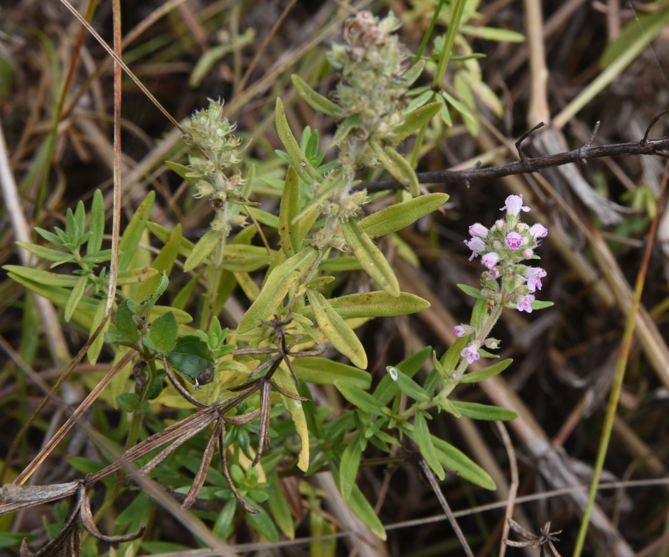Изображение особи Thymus &times; tschernjajevii.