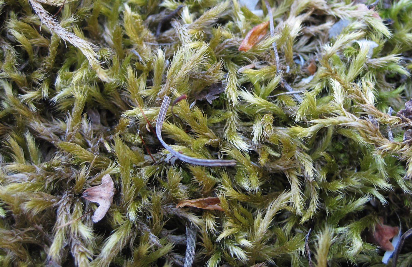 Image of ordo Hypnales specimen.