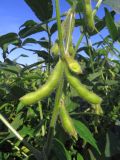 Glycine max