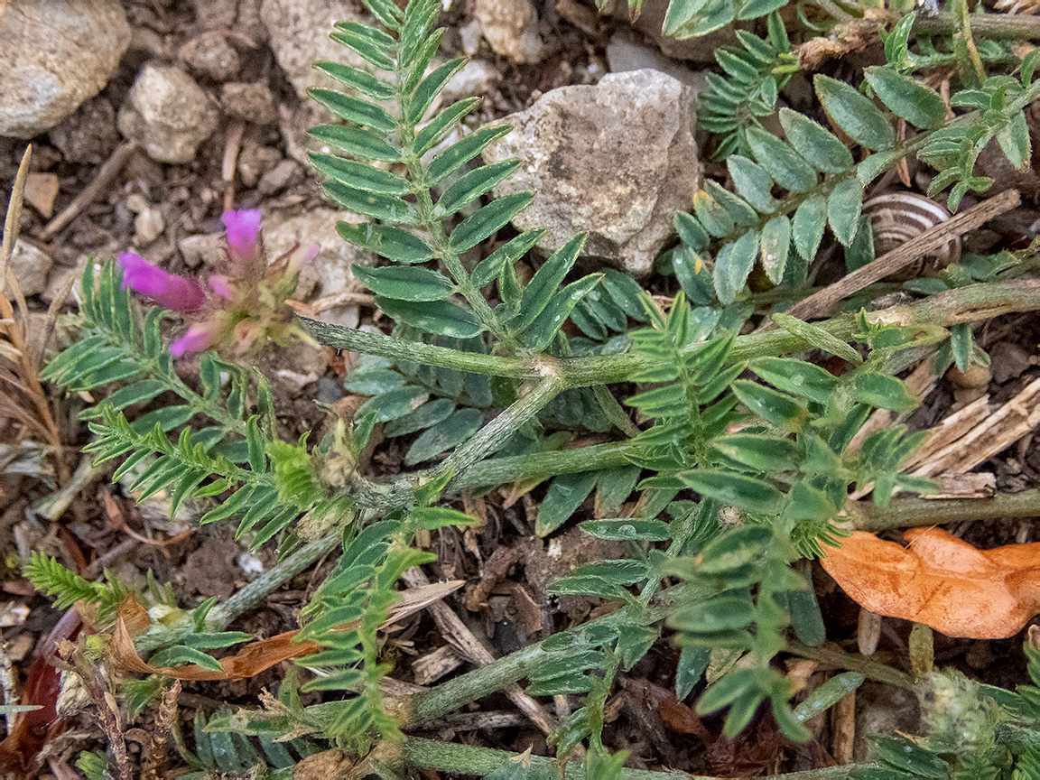 Image of Astragalus onobrychis specimen.