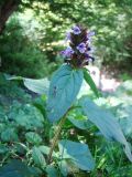 Prunella vulgaris