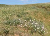 Convolvulus subhirsutus