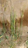 Hordeum spontaneum