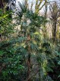 Trachycarpus fortunei