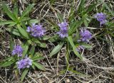 Lagotis korolkowii