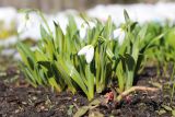 genus Galanthus