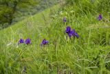Iris aphylla