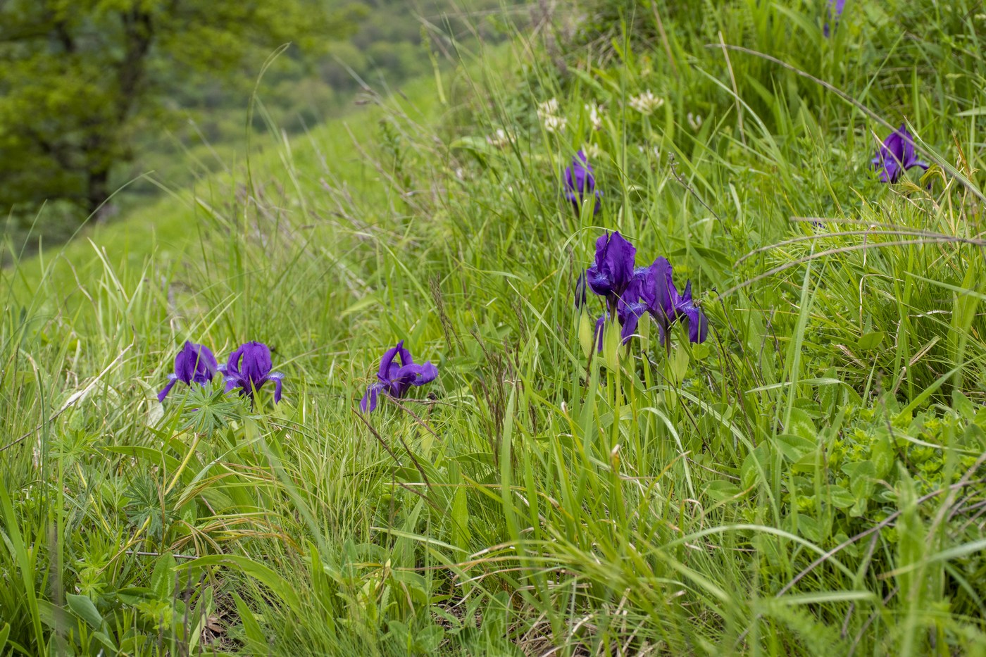 Image of Iris aphylla specimen.