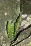 Phyllitis scolopendrium. Вегетирующее растение. Бахчисарайский р-н, окр. с. Баштановка, Алимова балка, скалы. 07.06.2025.