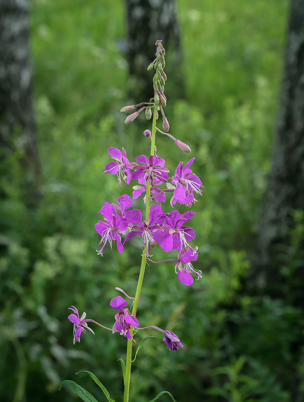 Image of Chamaenerion angustifolium specimen.