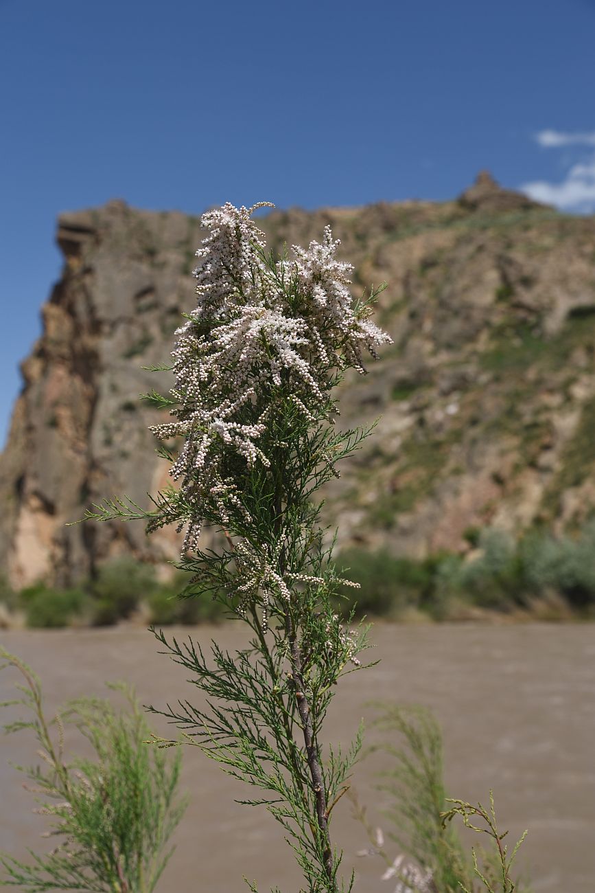 Image of genus Tamarix specimen.
