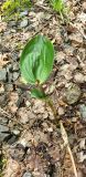 Epipactis helleborine