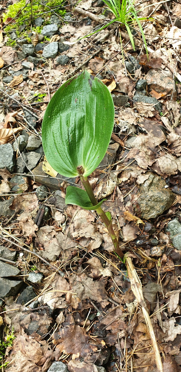 Изображение особи Epipactis helleborine.