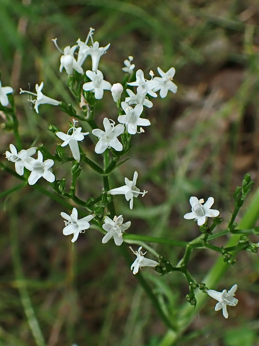Image of Valeriana coreana specimen.
