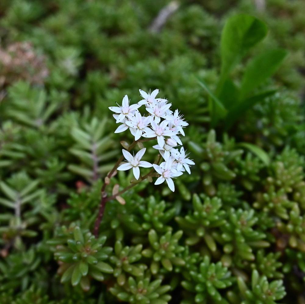 Изображение особи Sedum album.