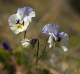 Viola altaica. Цветки. Алтай, Северо-Чуйский хребет, долина р. Маашей. 08.06.2008.