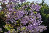 Jacaranda mimosifolia. Верхушки веток цветущего и плодоносящего дерева. Израиль, г. Яффо, в озеленении. 08.05.2024.