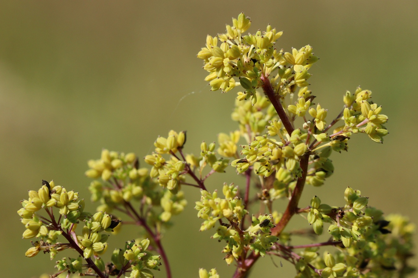 Изображение особи Thalictrum lucidum.