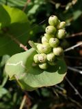 Chylocalyx perfoliatus. Соплодие. Хабаровский край, г. Комсомольск-на-Амуре, зарастающий карьер. 28.08.2025.