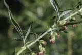 Artemisia verlotiorum
