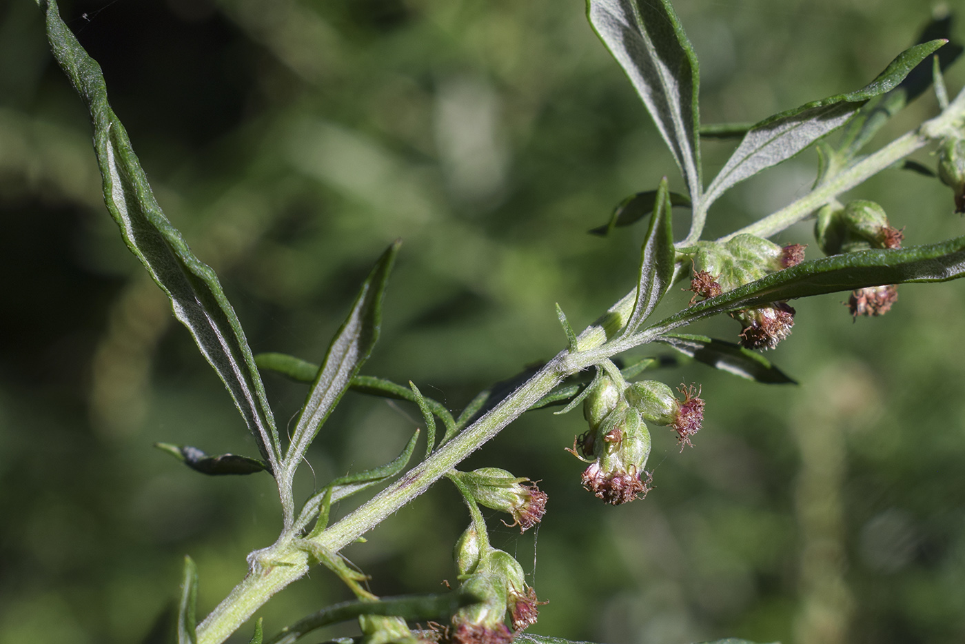 Image of Artemisia verlotiorum specimen.