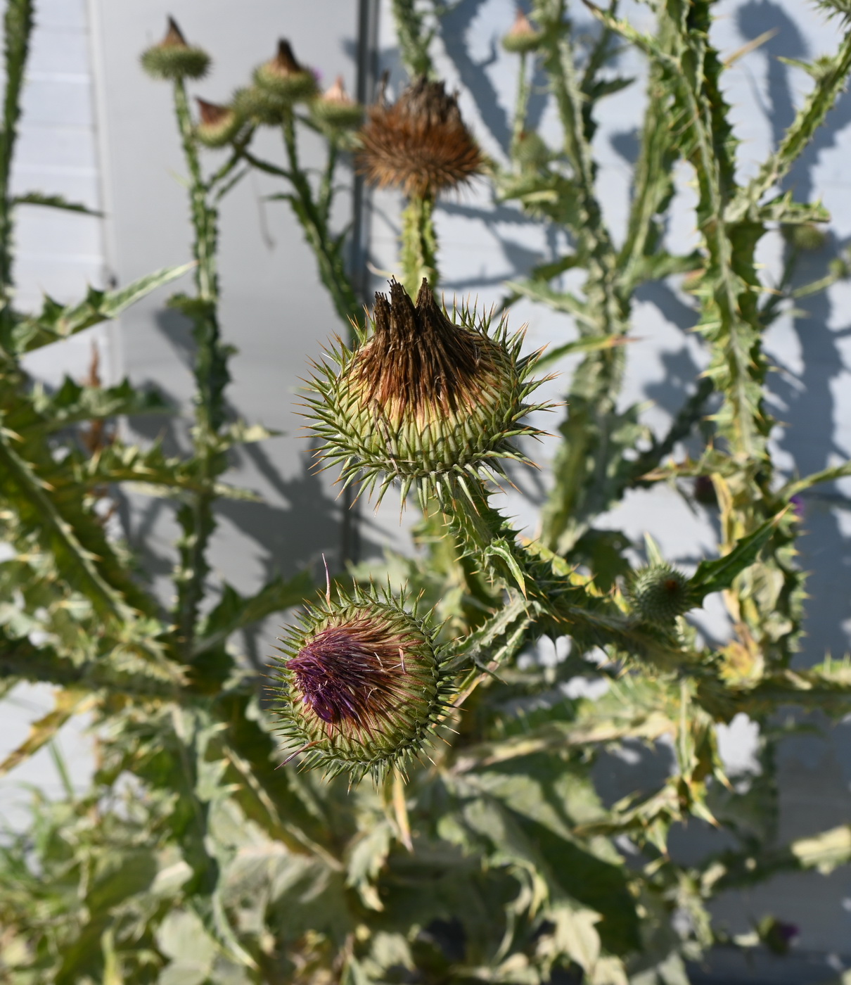 Image of Onopordum acanthium specimen.
