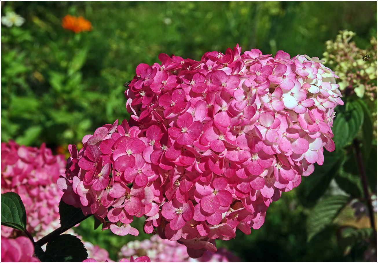 Image of Hydrangea paniculata specimen.