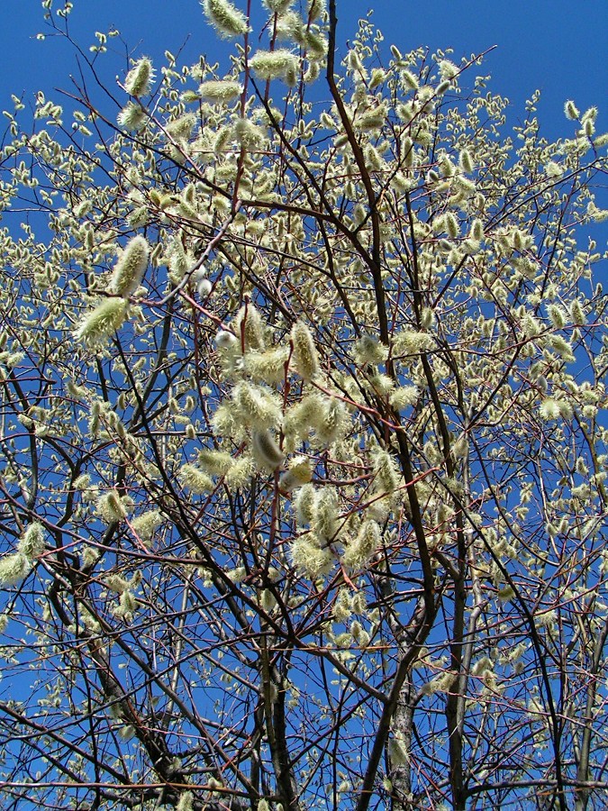 Image of Salix rorida specimen.