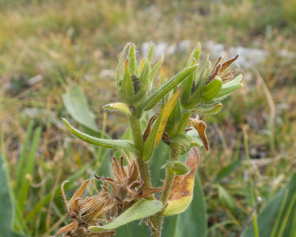 Изображение особи Huynhia pulchra.