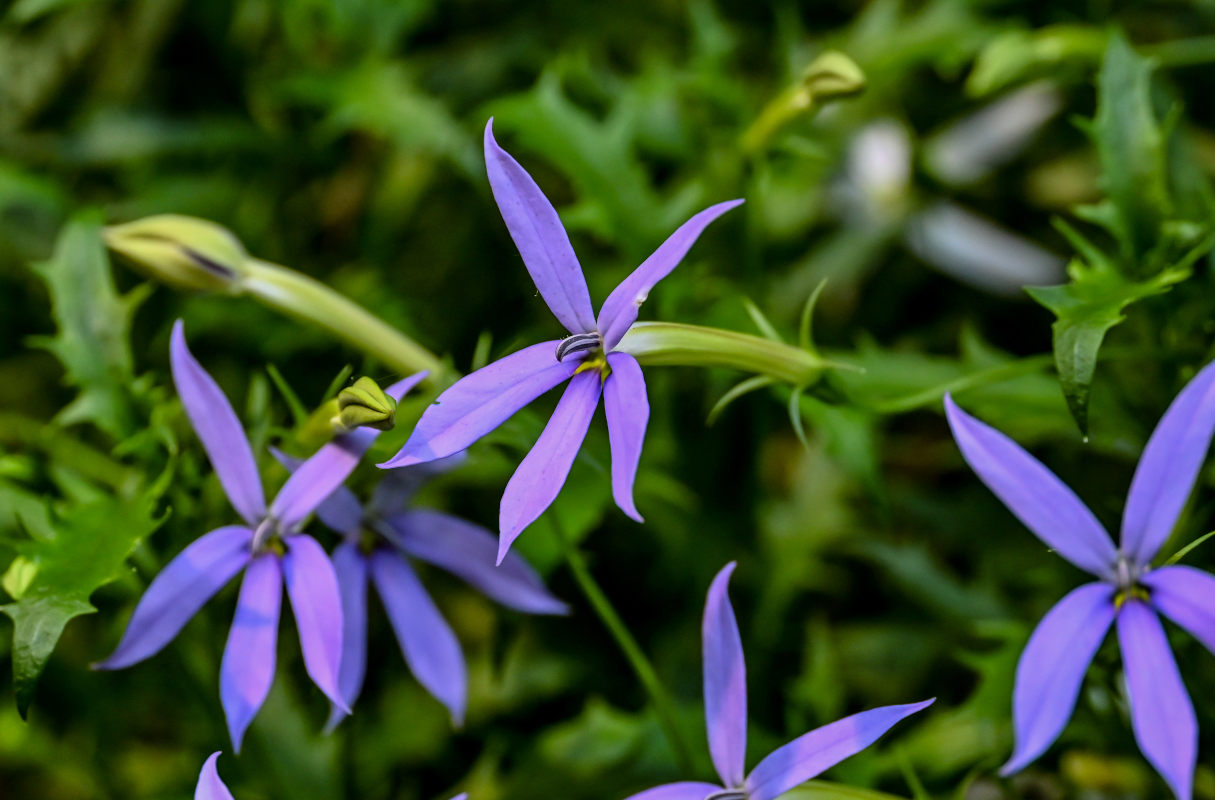 Изображение особи Isotoma axillaris.