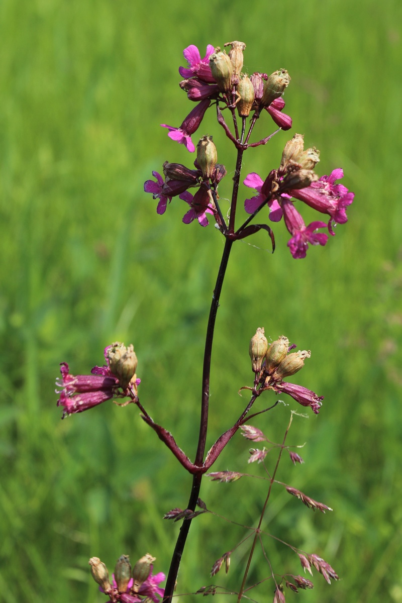 Изображение особи Viscaria vulgaris.