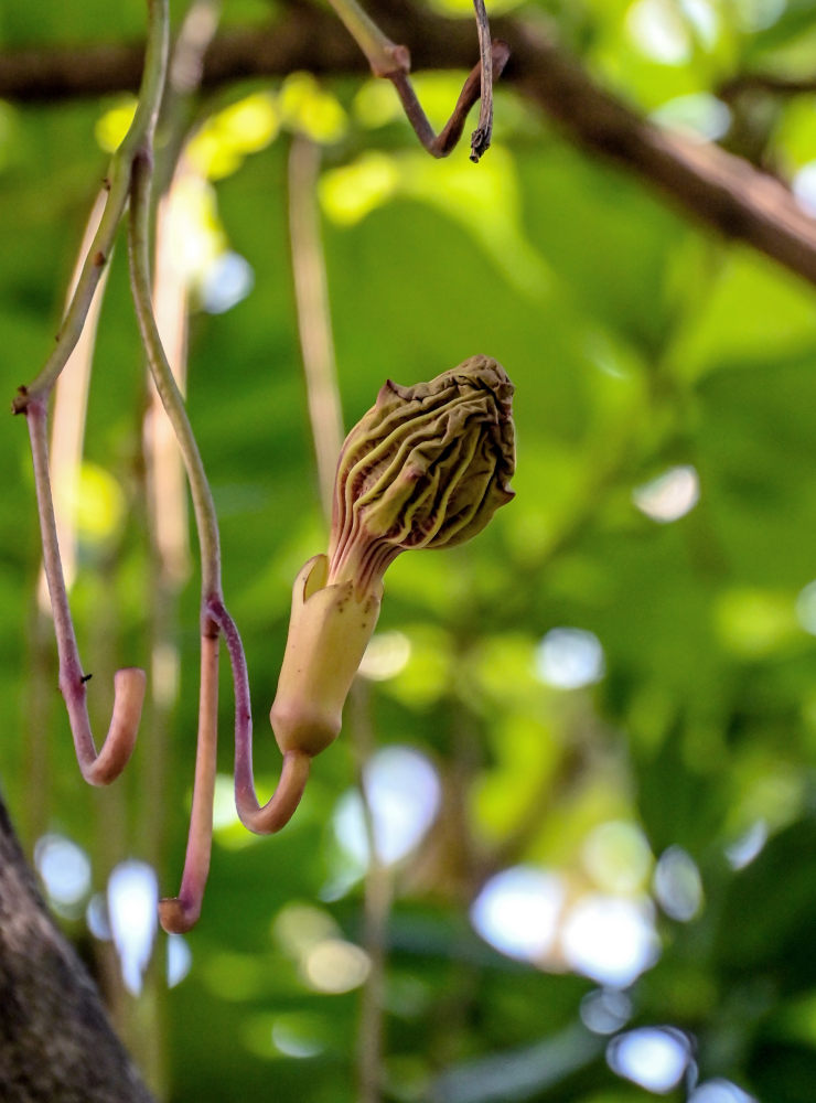 Image of Kigelia pinnata specimen.