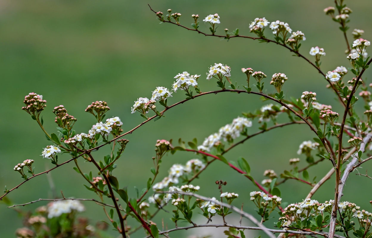 Изображение особи Spiraea canescens.