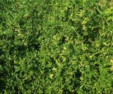 Zygophyllum fabago. Плоды и листья. Волгоград, ул. 40 лет ВЛКСМ 68. 22.08.2025.