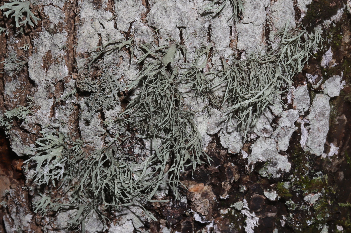 Изображение особи Ramalina farinacea.