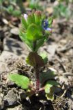 Veronica arvensis