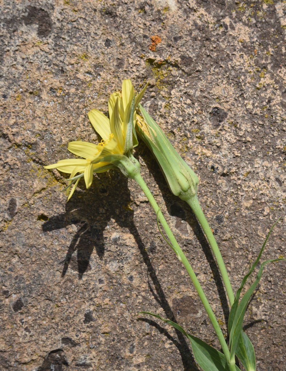 Image of Tragopogon albinervis specimen.