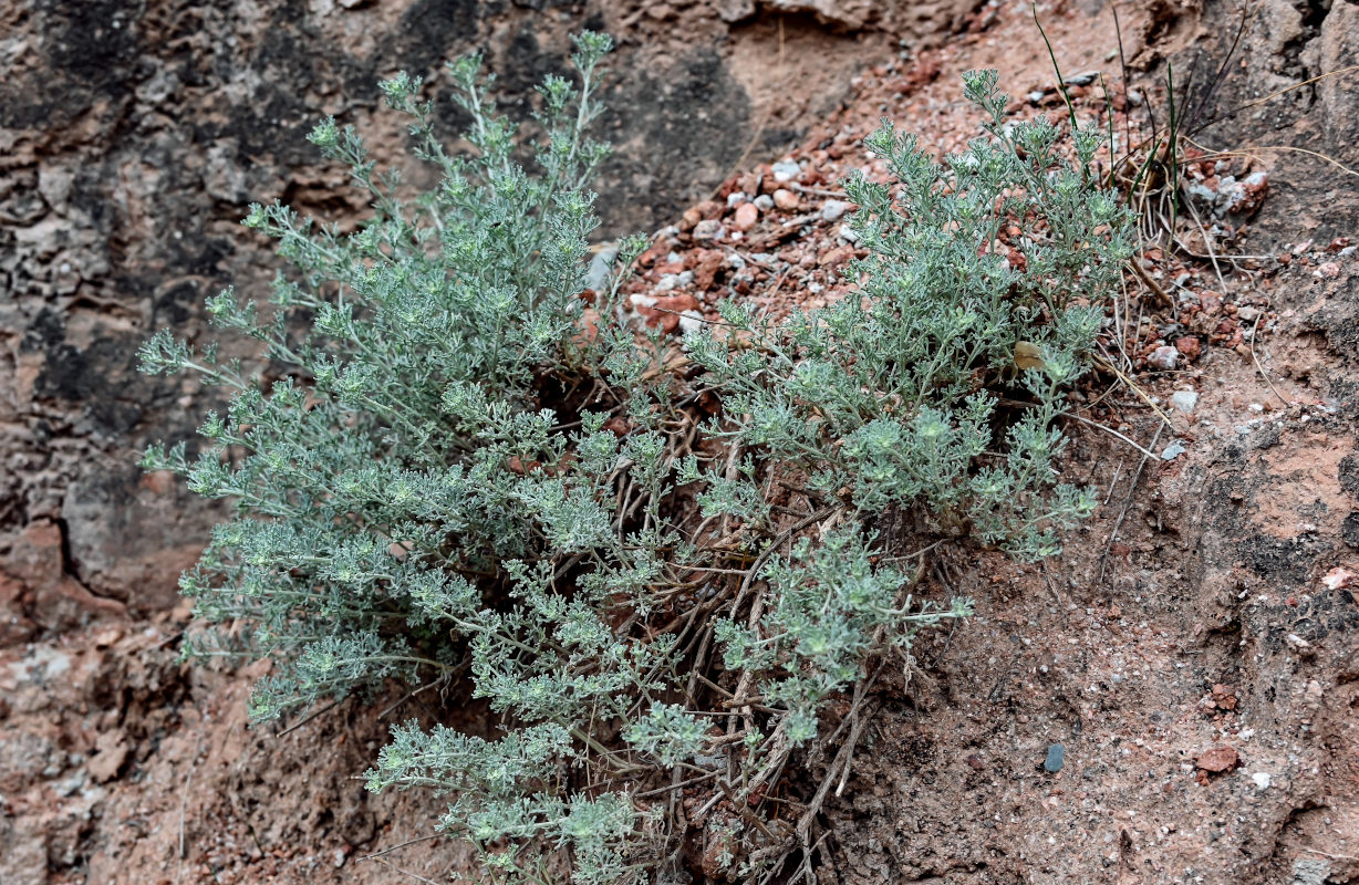 Image of genus Artemisia specimen.