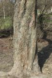 Aesculus hippocastanum. Нижняя часть ствола взрослого дерева. Санкт-Петербург, Кировский р-н, в уличном озеленении. 16.04.2026.