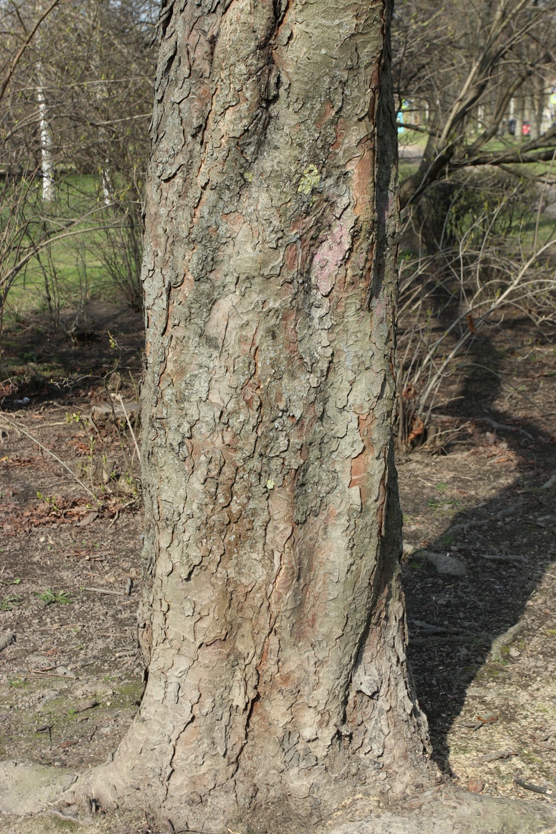 Image of Aesculus hippocastanum specimen.