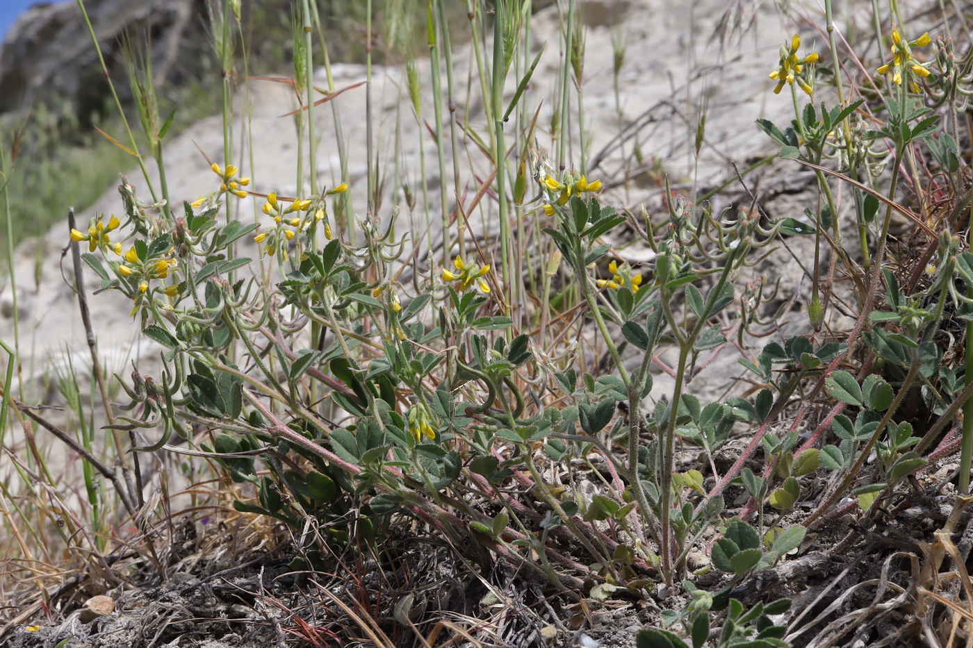 Image of Trigonella spruneriana specimen.