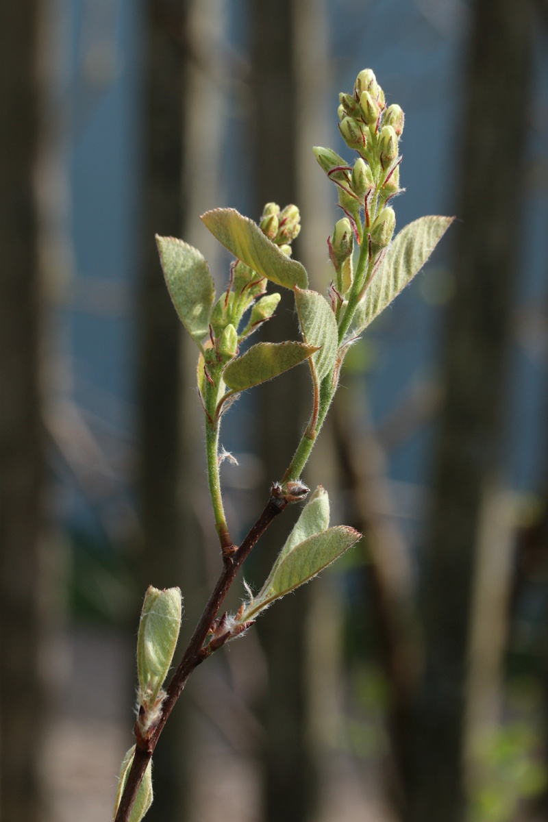 Изображение особи Amelanchier spicata.
