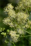 Thalictrum lucidum. Часть общего соцветия. Санкт-Петербург, Петергоф, Луговой парк, разнотравный луг (с преобладанием Aegopodium podagraria) между дорожкой и берегом Старопетергофского канала. 29.06.2026.