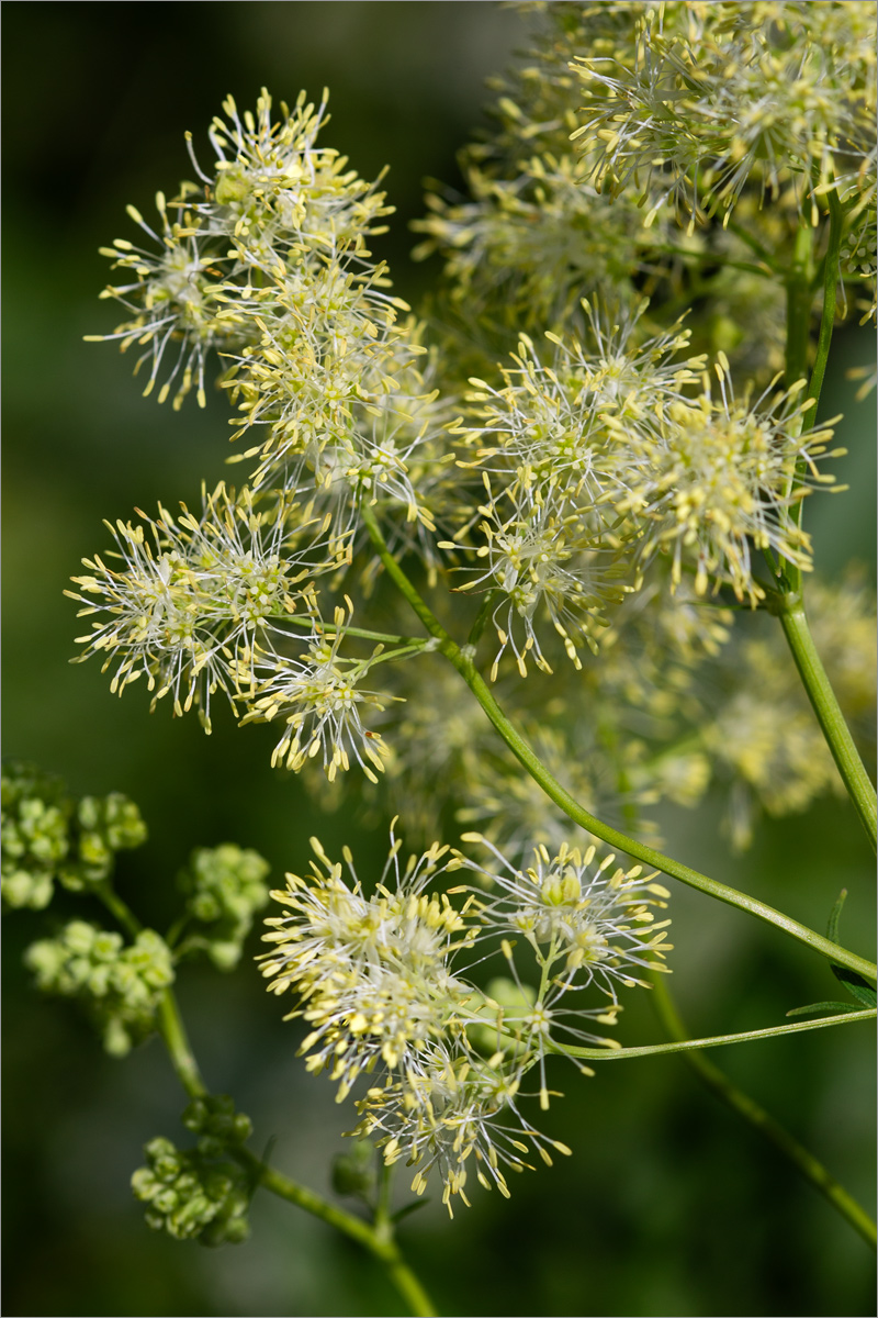Изображение особи Thalictrum lucidum.