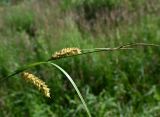 genus Carex. Верхушка плодоносящего растения. Московская обл., г. Подольск, вырубка под ЛЭП, заболоченный луг. 02.07.2026.