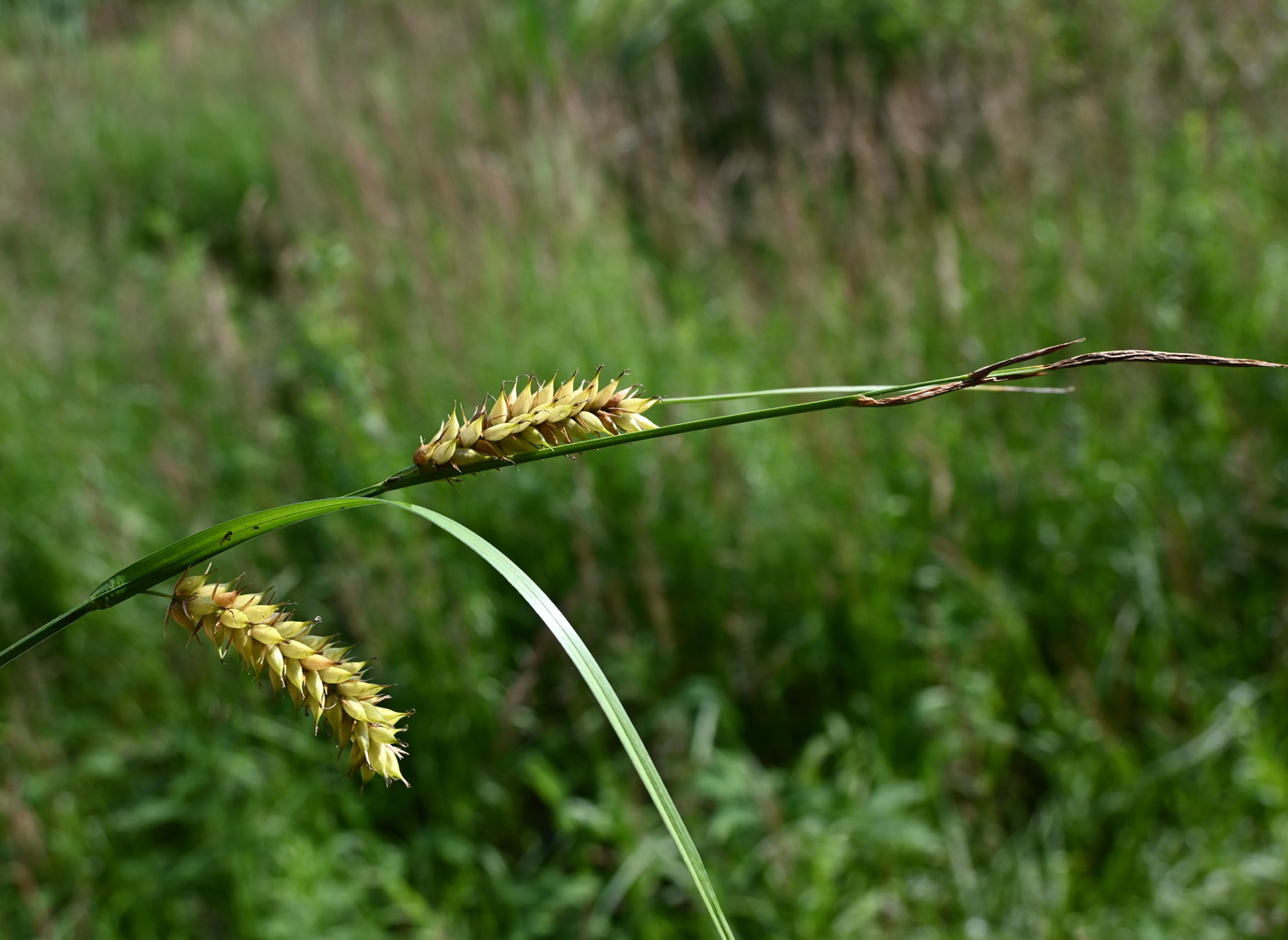 Image of genus Carex specimen.