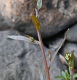 род Myosotis