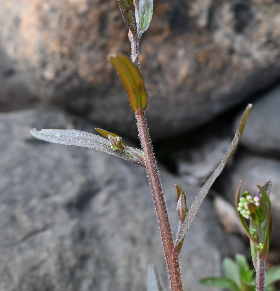 Image of genus Myosotis specimen.