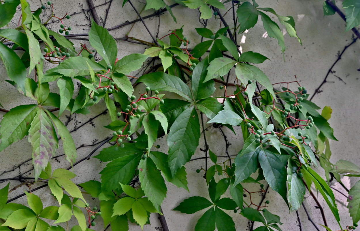 Изображение особи Parthenocissus quinquefolia.